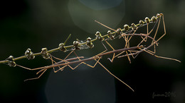 Composition / ***