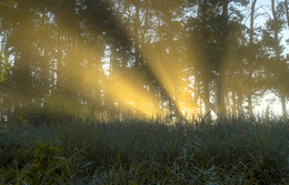 Morning Rays / ***