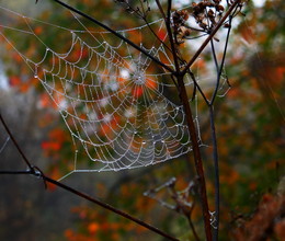 Indian summer / ***