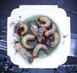 Gourmet / ***