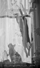 Shadows / ***