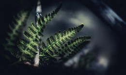 Fernus / ***