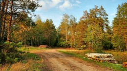 Felling / ***