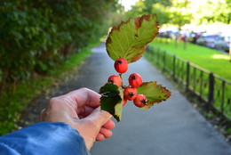 Autumn in the city / ***