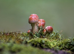 Mushrooms. / ***
