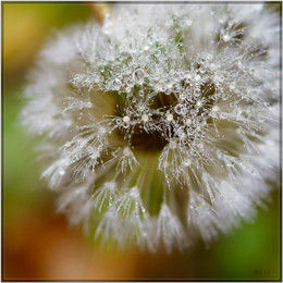 Taraxacum / ***