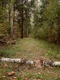 Forestry / 11111