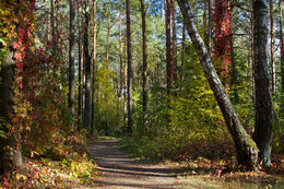 In forest / No comments.