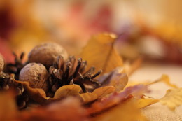  / autum