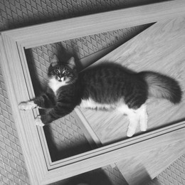 Cat photo / ***