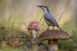 In forest / .....