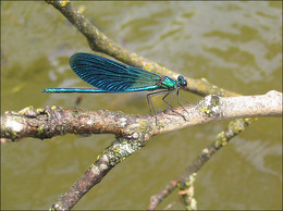 Dragonfly / ***