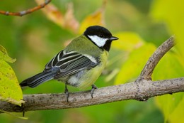 Der Winter ist nah / ***