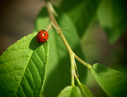 red / )))