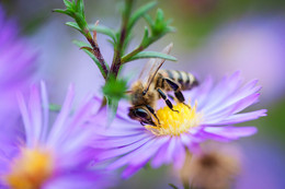 bee / ***