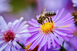 Bee / ***