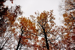 What is Autumn? / ***