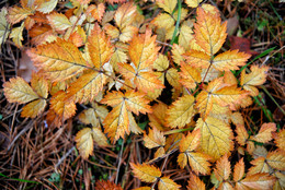 Autumn color / ***