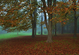 Morning in the park / ***