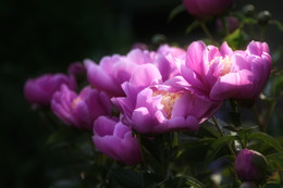 Doreen / ***