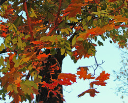 Herbst Färbung / [img]http://rasfokus.ru/upload/comments/e89779c9c7e226521753591adf397074.jpg[/img]
[img]http://rasfokus.ru/upload/comments/543ce597130f91b3e5160e7558a5f3e3.jpg[/img]
