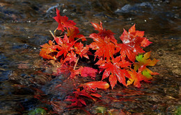 Herbst Färbung / ***