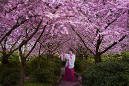 Cherry blossom / ***