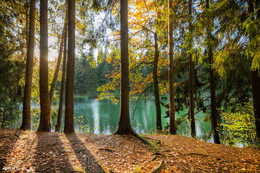 Forest Lake / ***