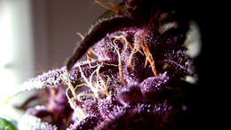 Red Poison / ***