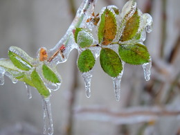 Icing / ***