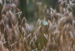 butterfly Effect / ***