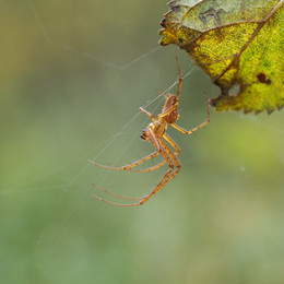 Herbstspinne / Kleine Spinne an herbstlichem Laub