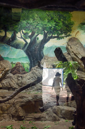 In the jungle / ***