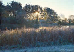 frosty morning / ***