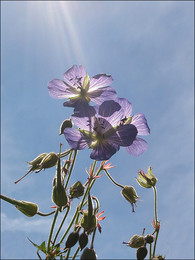 in the sun / ***