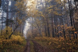 Autumn in the woods. / ***