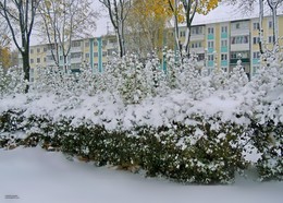 the first snow in the city / ***