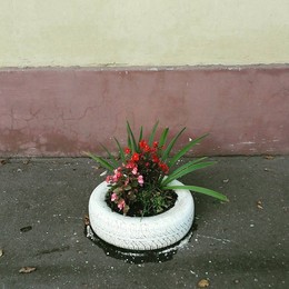 Kvetka / ***