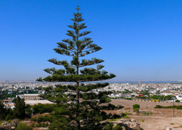 Tunisia / ***
