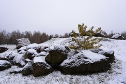 and trees on the rocks / ....