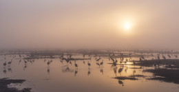 Gold-Dämmerung / ***