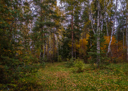 Herbstwald / ***
