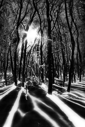 Winter Dreams / ***