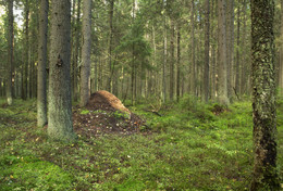 Forest in September / ***