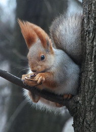 Squirrel / ***