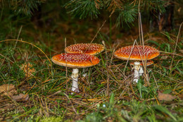 Amanita / ***