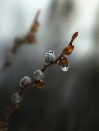 Pussy-willow / ***