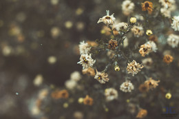 Garden / GolubevPhoto.ru
https://vk.com/golubev_photos
https://www.instagram.com/d_golubev/