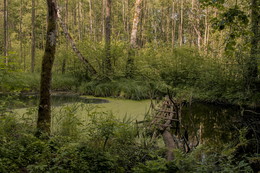 swamp / ***