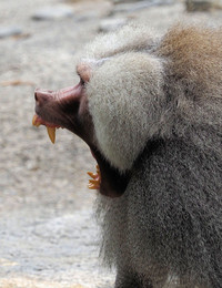 Er hat die Haare schön..... / Pavian Männchen im Tierpark Hellabrunn